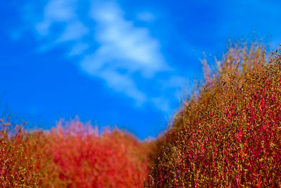 Close-up of red flowering plants on field against blue sky