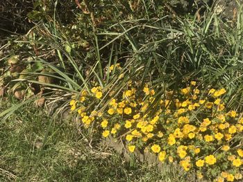 Close-up of yellow flowers blooming on field