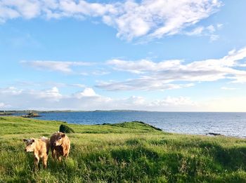 Cows with a view