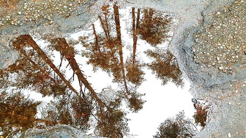 Reflection of trees in puddle