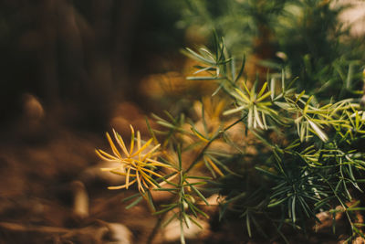 Close-up of flowering plant on field