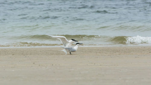 Seagull on a beach