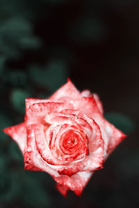 Close-up of red rose