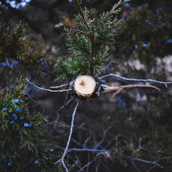 Close-up of christmas tree in winter