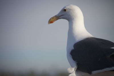 Close-up of swan against clear sky