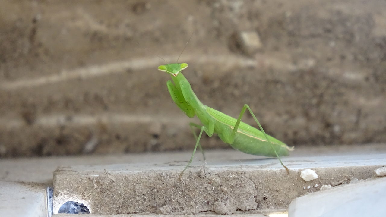 CLOSE-UP OF GRASSHOPPER ON A WALL