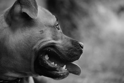 Close-up of dog looking away