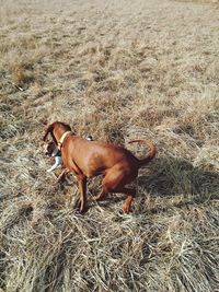 High angle view of dog on field