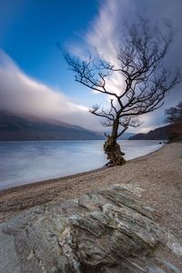 Tree on beach against sky