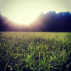 Scenic view of grassy field against sky