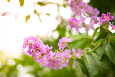 Close-up of pink flowering plant