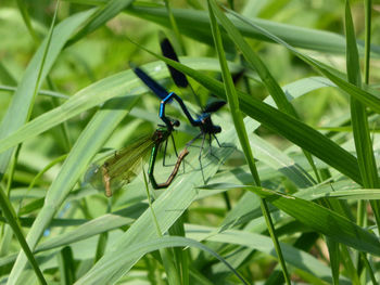 Close-up of insect on plant