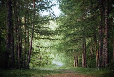 Pine trees in forest