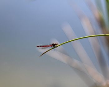 Close-up of dragonfly on plant against sky