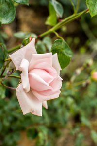 Close-up of pink rose