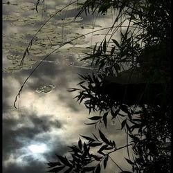 Reflection of trees in water