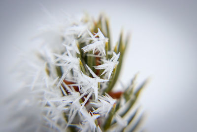 Close-up of white flower