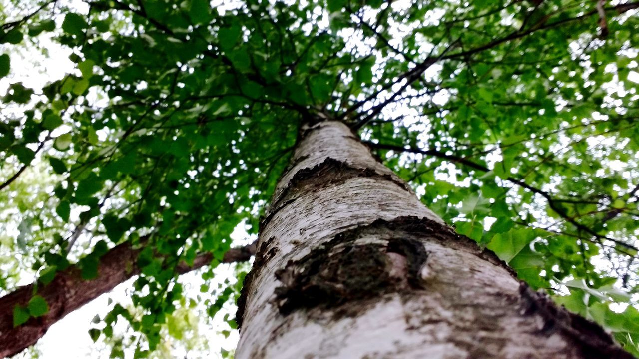 nature, tree trunk, tree, low angle view, growth, green color, beauty in nature, outdoors, no people, scenics, close-up, day, sky