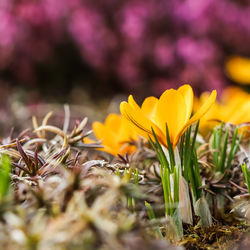 Close-up of yellow flowering plant