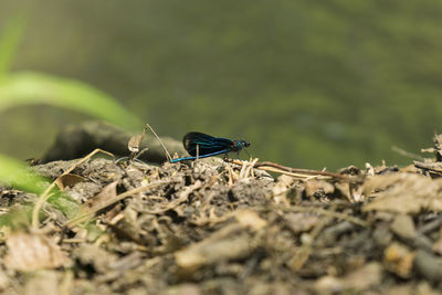 Close-up of damselfly on plant