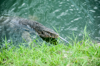 High angle view of a monitor lizard in river
