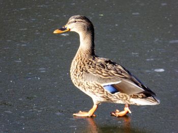 Close-up of duck