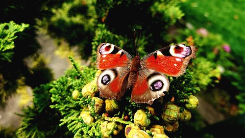 Close-up of butterfly on plant