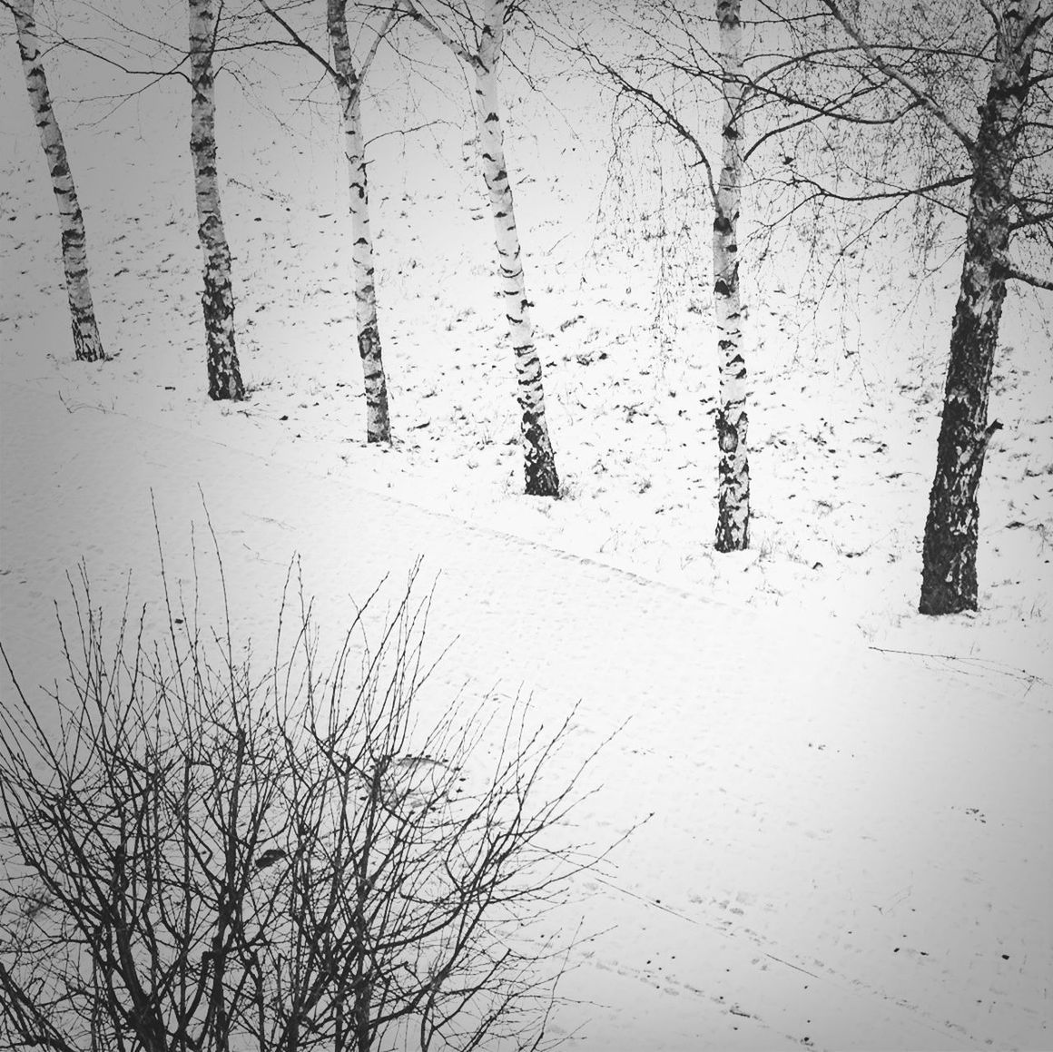 winter, cold temperature, snow, bare tree, season, weather, tree, covering, frozen, branch, white color, nature, tranquility, day, outdoors, no people, beauty in nature, tranquil scene, clear sky, white