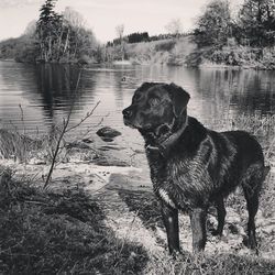 Dog standing on lakeshore