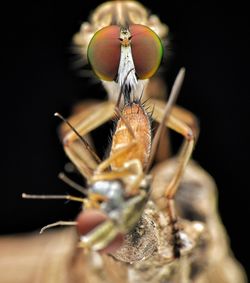 Close-up of fly