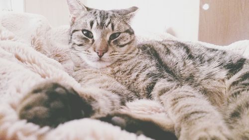 Close-up portrait of cat relaxing