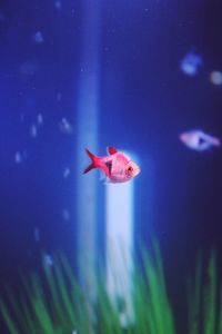 Fish swimming in sea
