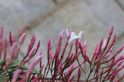 Close-up of pink flowering plants