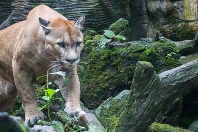 Cougar in zoo