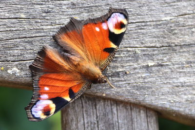 Close-up of butterfly on wood