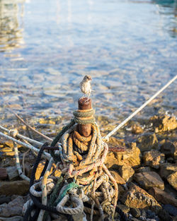 High angle view of sparrow perching on wooden post with ropes at lakeshore