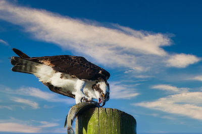 Low angle view of bird perching on wooden post against sky