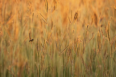 Wheat growing on field