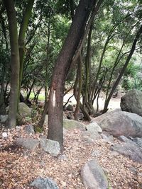 Trees growing on rocks in forest
