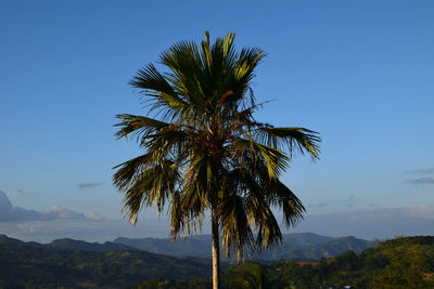 Low angle view of coconut palm tree against blue sky