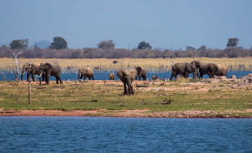 Elephants by lake against clear sky