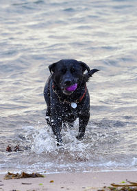 Portrait of black dog running in water