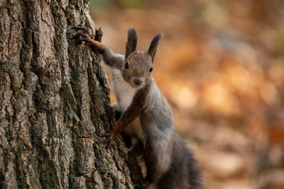 Close-up of squirrel on tree trunk