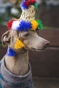 Close-up of dog looking away