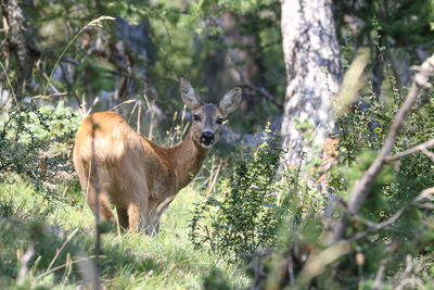 Deer standing in a forest