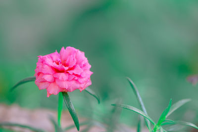Close-up of pink flowering plant