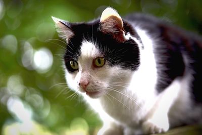 Close-up portrait of cat