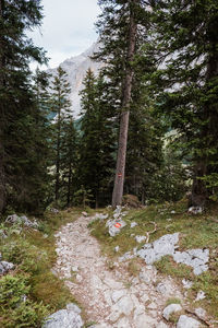 Pine trees in forest