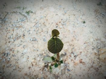 Close-up of plant