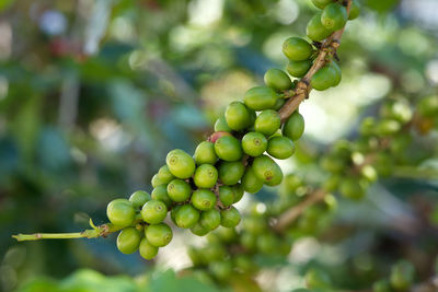 Close-up of grapes growing on tree